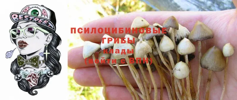 Галлюциногенные грибы Cubensis  Болгар 